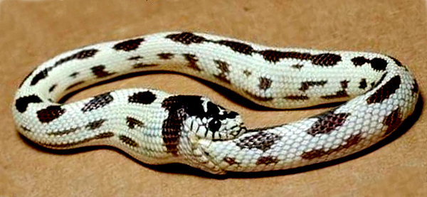 uroboros